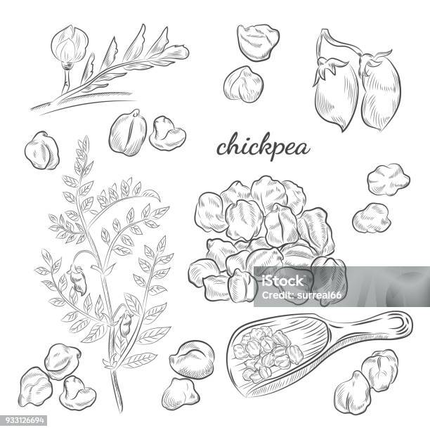 병아리콩 공장 손으로 그린 그림 병아리 콩에 대한 스톡 벡터 아트 및 기타 이미지 - 병아리 콩, 그리기, 식물