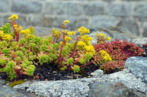 istock Yellow sedum close-ip 933129724
