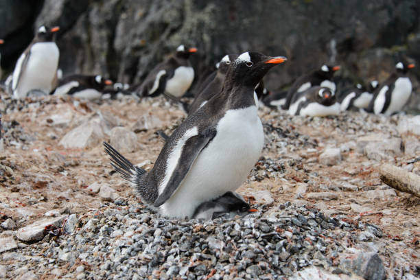 istock Gentoo penguin with chicks in nest 933133850