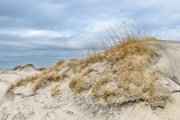 istock Sand Dunes with Sea Oats in Winter on Cloudy Day 933136652