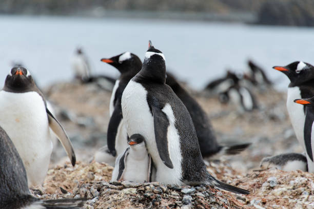istock Gentoo penguin with chicks in nest 933137318