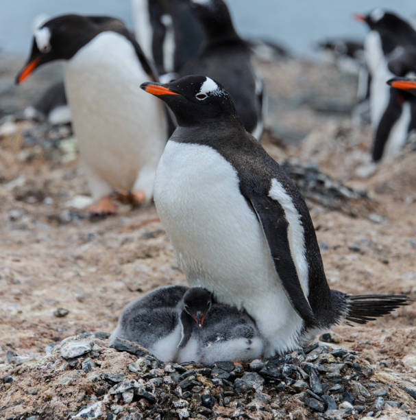 istock Gentoo penguin with chicks in nest 933137780