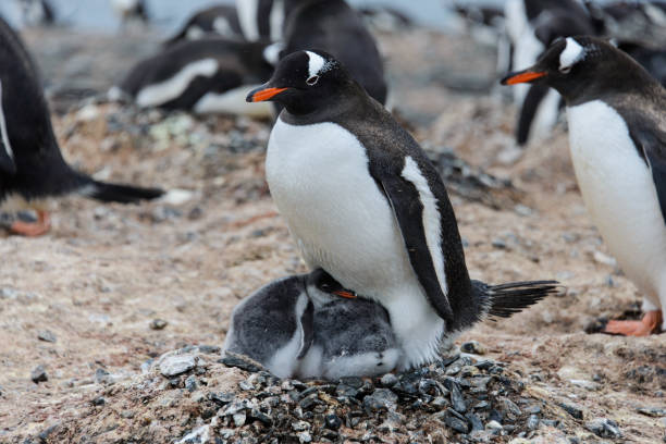 istock Gentoo penguin with chicks in nest 933137832