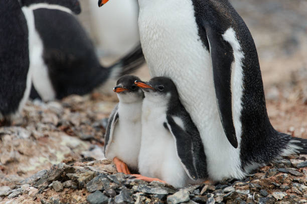 istock Two gentoo penguin's chicks in nest 933140506