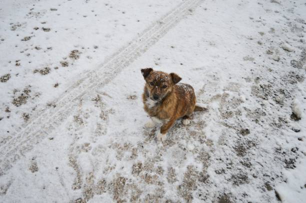 istock little dog on the snow 933143698