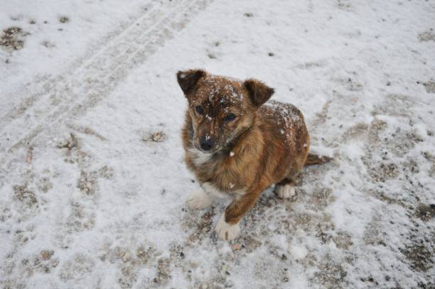 istock little dog on the snow 933143748