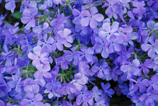 istock Wild Perennial Flowers 933144458