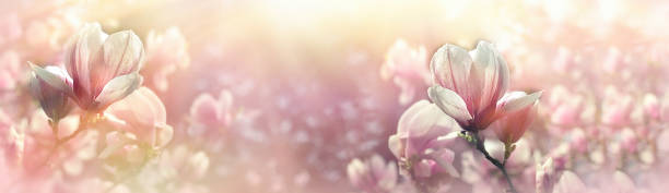 光の美しい春に開花マグノリアの花 - sunlight flower magnolia flower head ストックフォトと画像