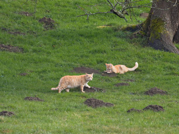katzen jagen maulwurf - gatos cazan mole - topo común fotografías e imágenes de stock