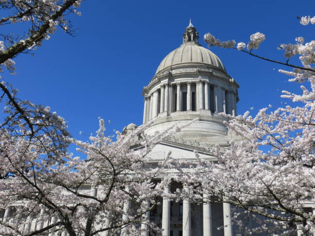 istock Cherry Blossoms and the Washington State Capitol 933153336