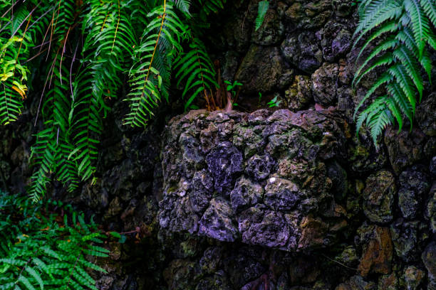 Balinese moss Background traveling to Bali concept.