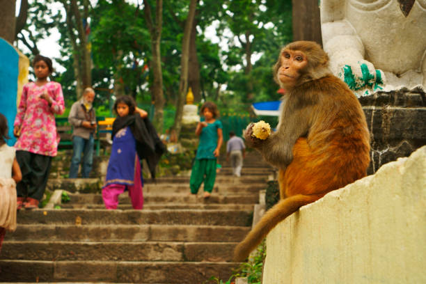 Kathmandu, Nepal - August 23, 2017: Single monkey is sitting on the steps of the famous Swayambhunath temple (Monkey temple) in Kathmandu. He is holding a corncob in his hand and looking at the camera. Group of nepalese girls is walking down the steps of the temple in the background. Buddhism. Asian culture, spirituality and religion. XXXL Sony Alpha 7R