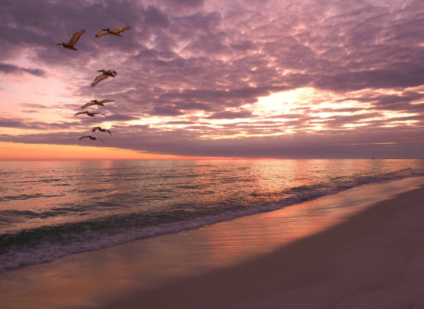 istock Flock of Pelicans Fly a Beach as the Sun sets 933156580