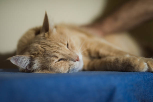 Beautiful yellow cat cuddling with it's owner. Beautiful yellow cat cuddling with it's owner. weak cat stock pictures, royalty-free photos & images