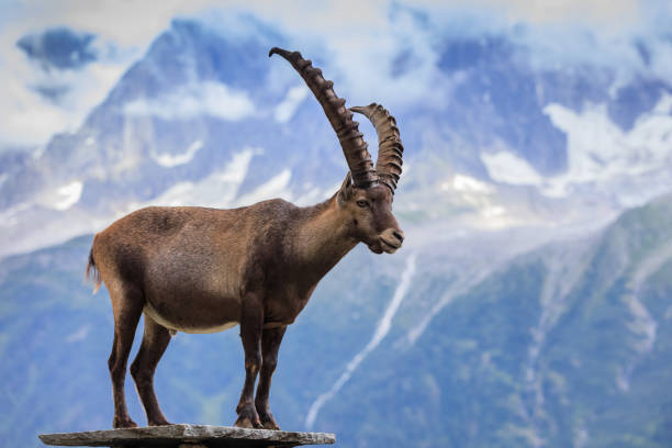 Ibex, Range of Mont Blanc, France stock photo