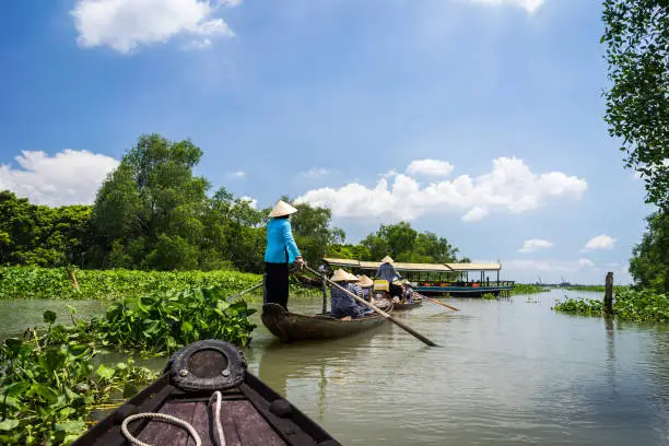 Tourism rowing boat in Tra Su flooded indigo plant forest in An Giang, Mekong delta, Vietnam.