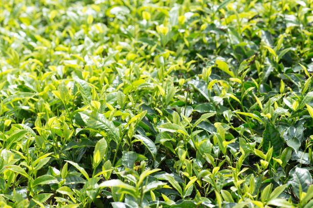 istock Tea Plantation, Malaysia 933157718
