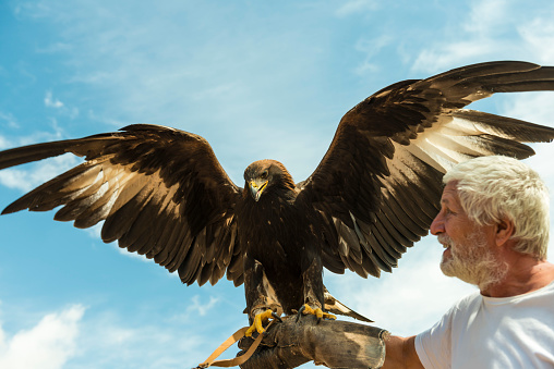 Senior men, holding a large eagle with spread wings on his hand against blue sky. They look face to face, eagle with widespread wings, men with cheerful face. Waist up.