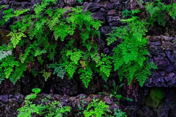 Dense green vegetation in a botanical garden.