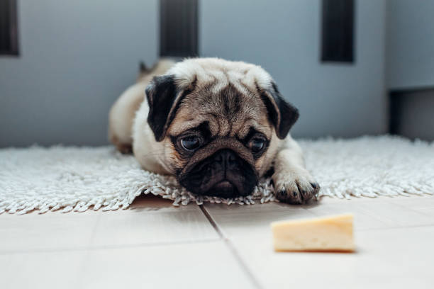 Pug dog waiting for a permission to eat cheese on the kitchen. stock photo