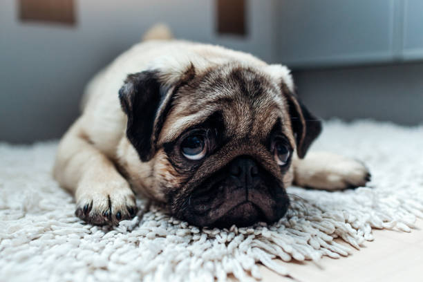 istock Pug dog was punished and left alone on the kitchen 933169400