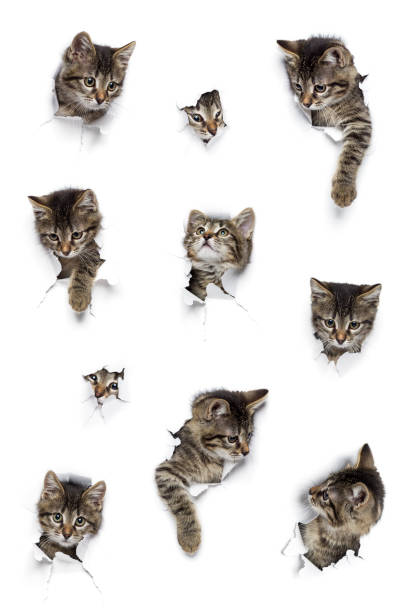 istock Cats in holes of paper 933169710