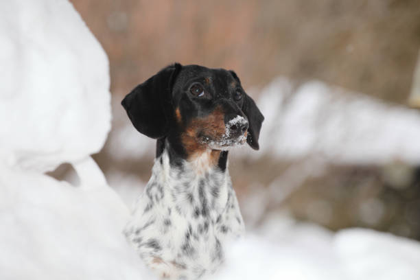 dackel hund gescheckten farbe - peebles stock-fotos und bilder