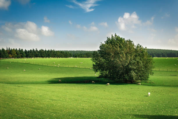 istock Green Meadow in the Countryside in Summertime 933184290
