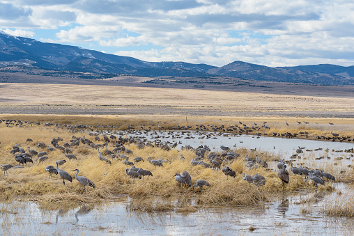 Sandhill Cranes during the Spring migration in Monte Vista, Colorado.