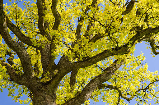 This sort of oak is a very rare botanical phenomenon. The new leaves have only for a few days in spring this golden color. It is a genetic defect. This tree called “Goldeiche” grows in a small valley near Bad Berleburg, Germany.