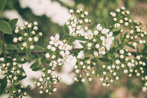 white bush