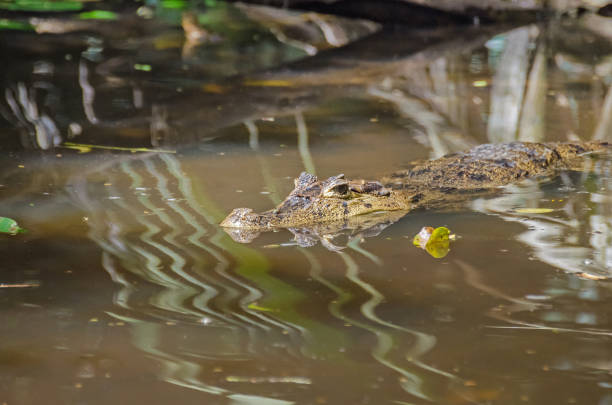 istock Spectacled caiman or common caiman in Costa Rica 933201096