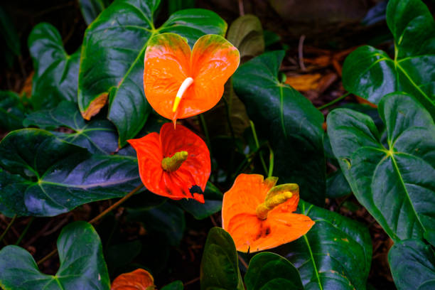 istock Trees and plants in the botanical garden. 933214614