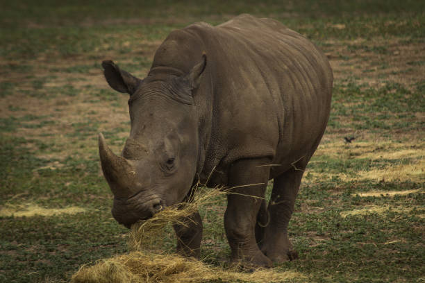 istock a large rhinoceros feeding on hay in the open 933214730
