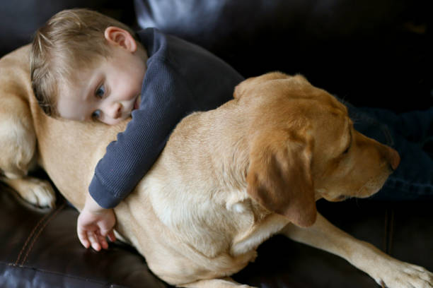 istock Child and Yellow Labrador Relaxing Together 933217586