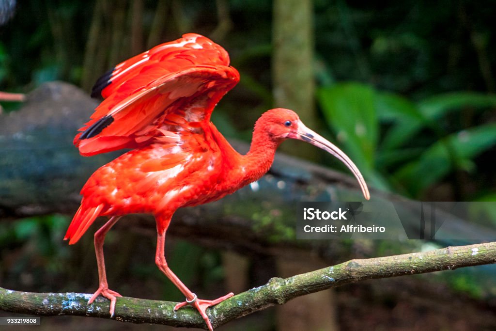 Scarlet ibis, Eudocimus ruber, bird of the Threskiornithidae family Scarlet ibis, Eudocimus ruber, bird of the Threskiornithidae family, admired by the reddish coloration of feathers, a consequence of crustaceans-based food Animal Stock Photo