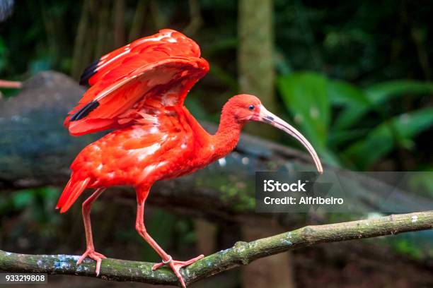 Scarlet Ibis Eudocimus Ruber Bird Of The Threskiornithidae Family Stock Photo - Download Image Now