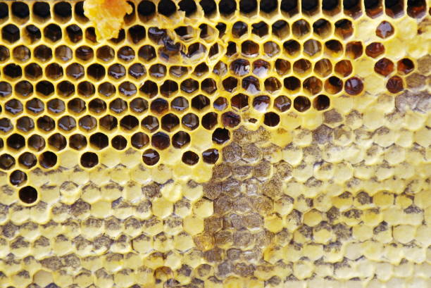 istock Honey in the Honeycomb 933220086