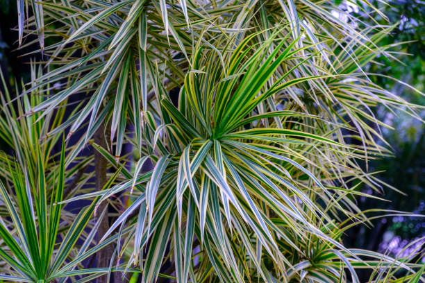 istock Trees and plants in the botanical garden. 933220188