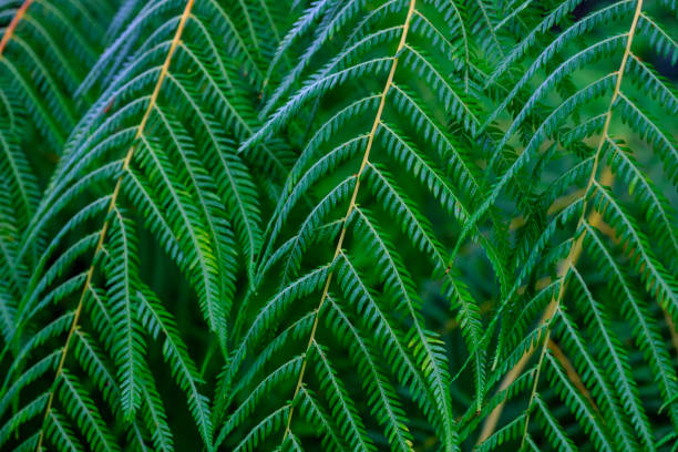 istock Trees and plants in the botanical garden. 933236964