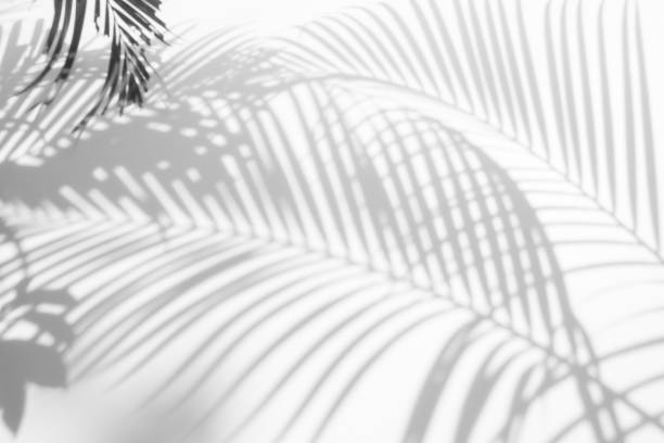 istock abstract background of shadows palm leaves on a white wall. White and Black 933239468