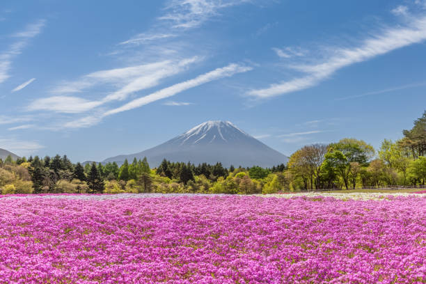 istock Mountain Fuji and pink moss field in spring season 933246440
