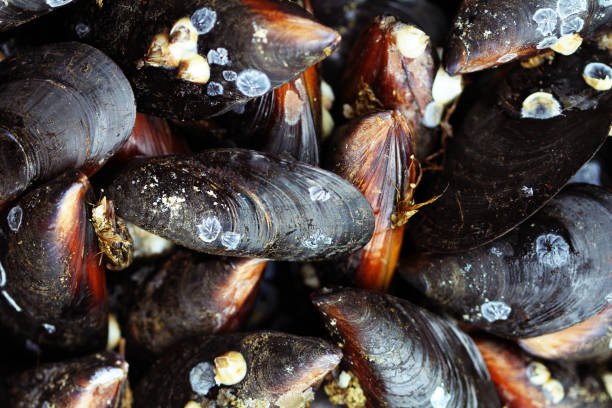 istock Group of boiled mussels 933268888