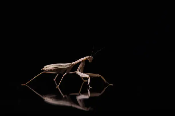 African mantis sphodromantis gastrica on black background.