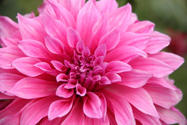 istock Bright Pink Dahlia Flower 933274212