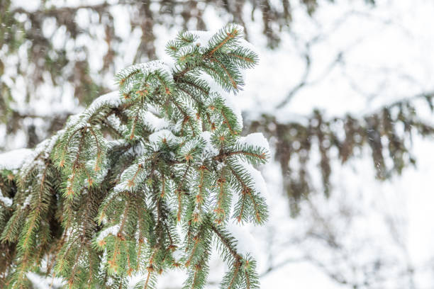 istock snow-covered branches of a fir tree, snowy background 933290098