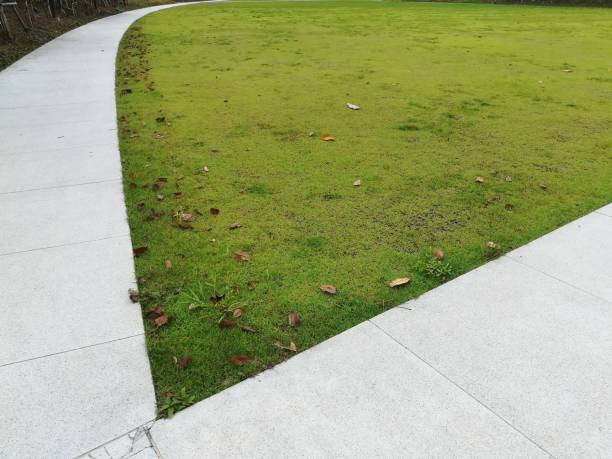 istock Walkway in the green grass floor 933291000