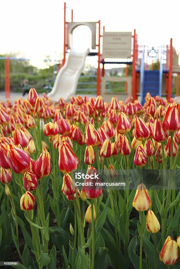 La primavera - Foto stock royalty-free di Ambientazione esterna