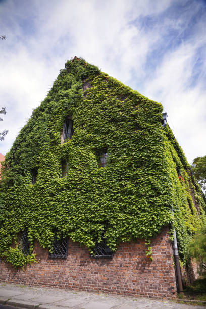 Green wall in Wroclaw, Poland, historic buildings