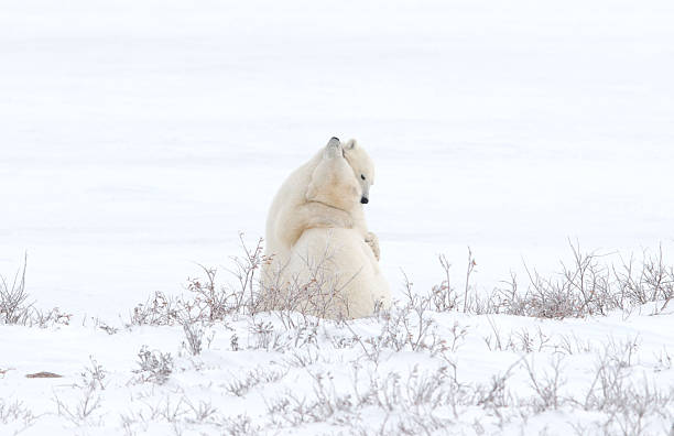 abraçando ursos polares - arctic manitoba churchill manitoba canada - fotografias e filmes do acervo